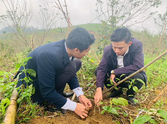 Những “Vua” sâm miền biên viễn -0