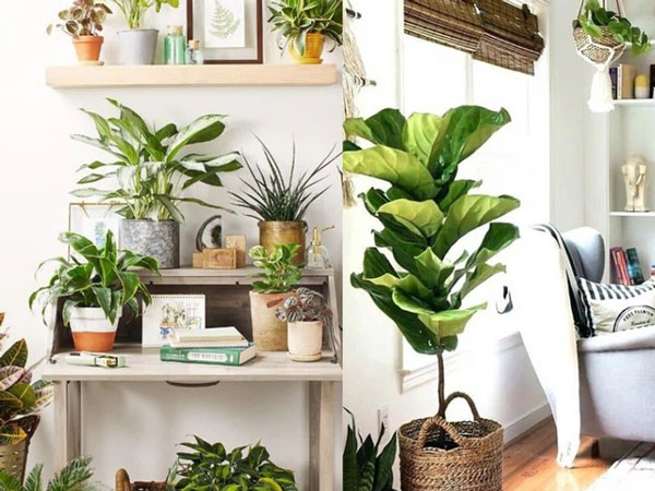 5 vị trí đặt cây phong thủy 'đắc địa' giúp gia chủ hóa giải năng lượng xấu, đón tài lộc