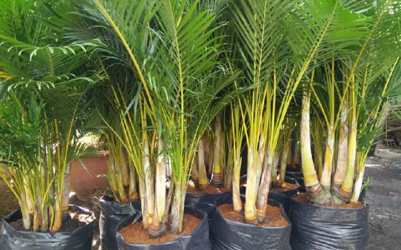 10 loại cây hút tài, đuổi tà 'cực chất' trong tháng cô hồn, gia chủ yên tâm hưởng phúc - 1