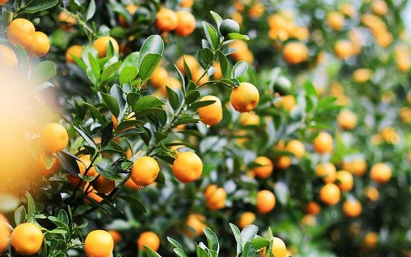 10 loại cây hút tài, đuổi tà 'cực chất' trong tháng cô hồn, gia chủ yên tâm hưởng phúc - 2