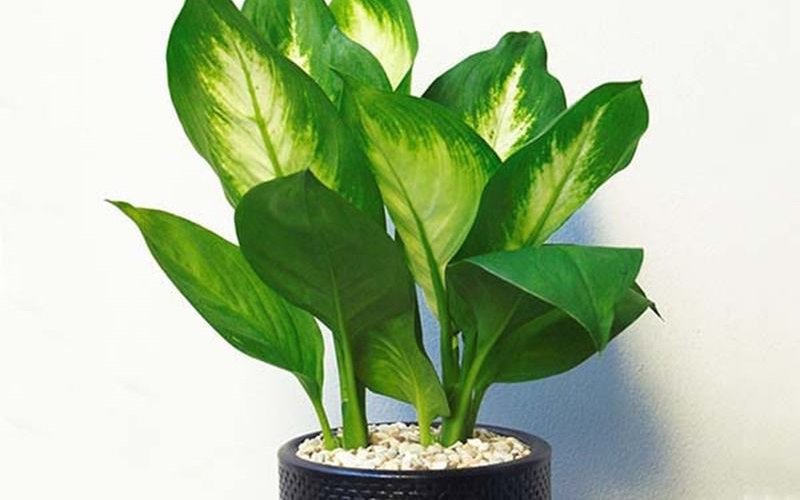 10 loại cây hút tài, đuổi tà 'cực chất' trong tháng cô hồn, gia chủ yên tâm hưởng phúc - 3