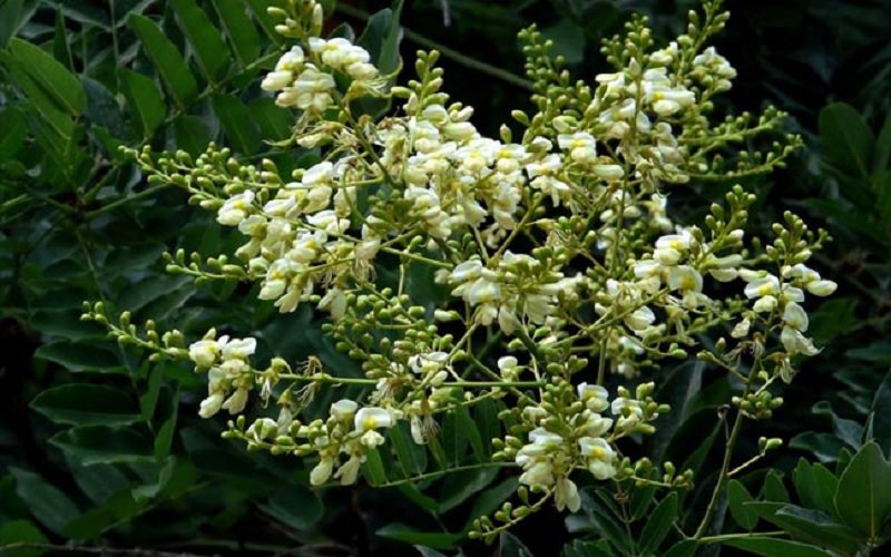 10 loại cây hút tài, đuổi tà 'cực chất' trong tháng cô hồn, gia chủ yên tâm hưởng phúc - 4