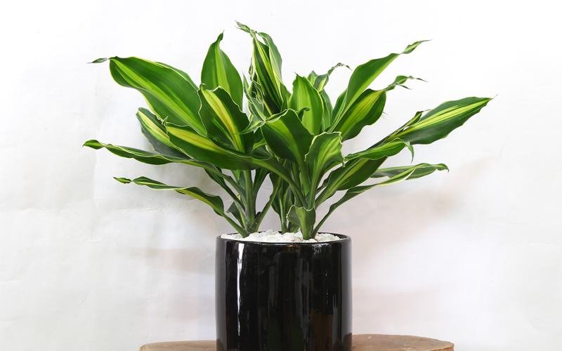 10 loại cây hút tài, đuổi tà 'cực chất' trong tháng cô hồn, gia chủ yên tâm hưởng phúc - 5