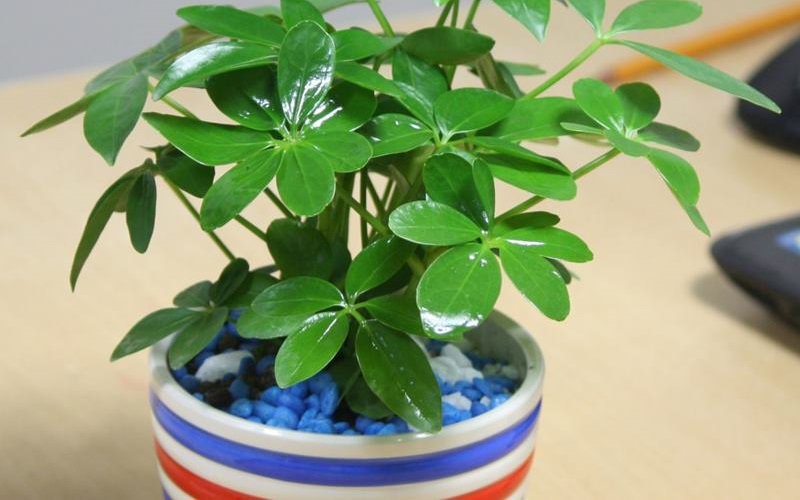 10 loại cây hút tài, đuổi tà 'cực chất' trong tháng cô hồn, gia chủ yên tâm hưởng phúc - 7