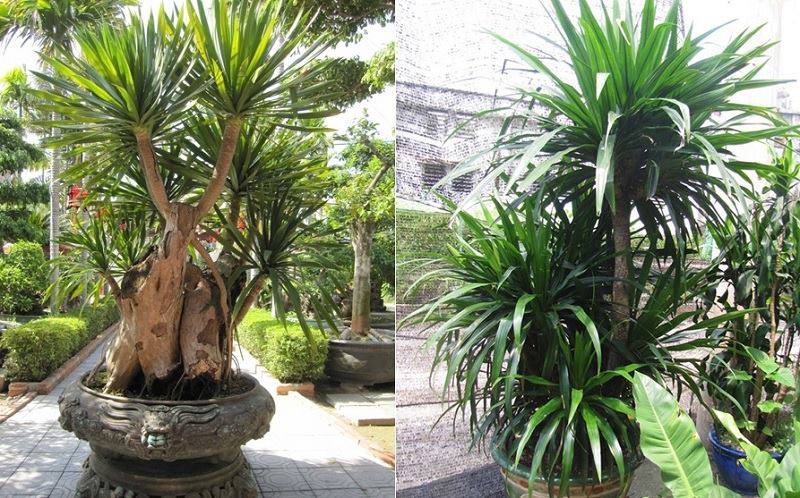 10 loại cây hút tài, đuổi tà 'cực chất' trong tháng cô hồn, gia chủ yên tâm hưởng phúc - 8