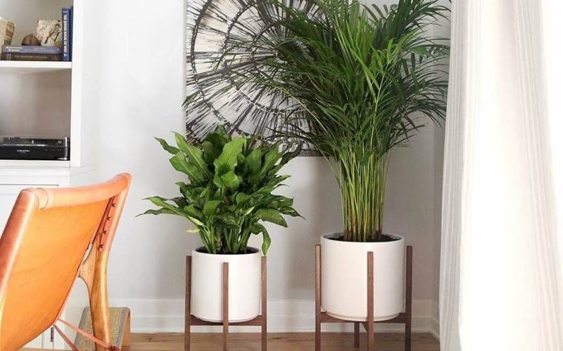 10 loại cây hút tài, đuổi tà 'cực chất' trong tháng cô hồn, gia chủ yên tâm hưởng phúc