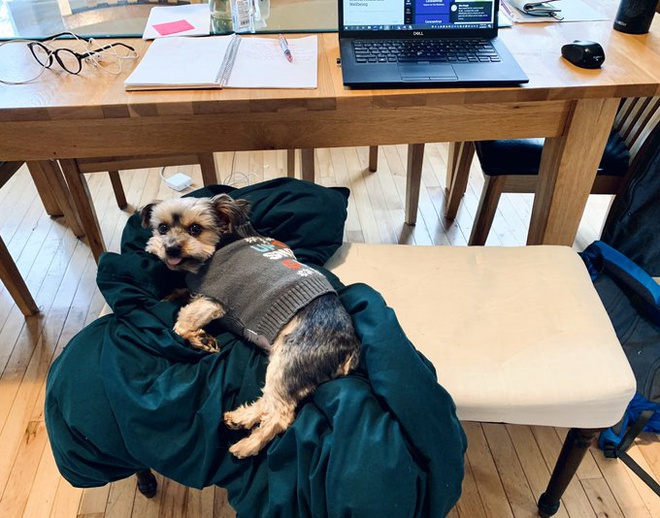 Không thể đến cơ quan vì Covid-19, dân tình thi nhau khoe 1001 góc làm việc tại nhà cực sáng tạo nhưng không kém phần hài hước - 10