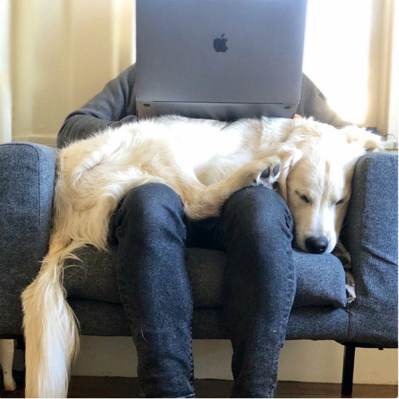 Không thể đến cơ quan vì Covid-19, dân tình thi nhau khoe 1001 góc làm việc tại nhà cực sáng tạo nhưng không kém phần hài hước - 8