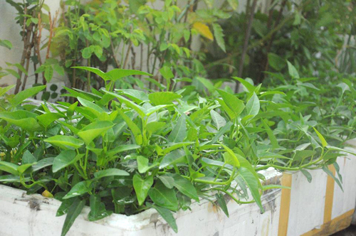 Gia đình bác sĩ ở Đà Nẵng gây sốt khi chia sẻ cách trồng rau sạch - ảnh 3