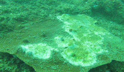 Shop TIN 19/7: HÀ TĨNH: Lãnh đạo Thị xã nói ngọng/ Cán bộ môi trường hốt hoảng - ảnh 3