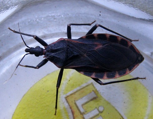 Ngành y tế TP.HCM vào cuộc điều tra bọ xít hút máu người - ảnh 2