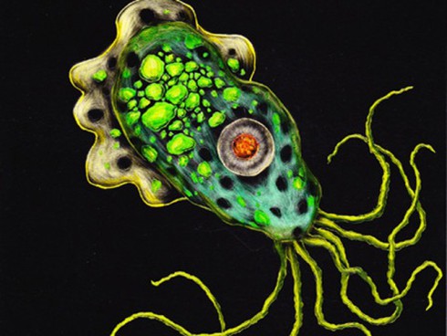 Bệnh nhi 6 tuổi chết do amip ăn não - ảnh 1