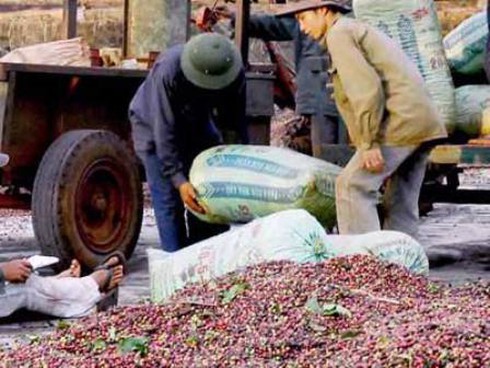 Xuất khẩu cà phê: DN ngoại đang thất thế? - ảnh 1