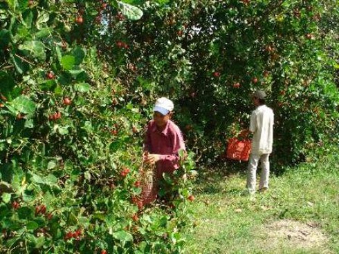 Hạt điều Việt Nam có nguy cơ bị cấm nhập khẩu vào Trung Quốc - ảnh 1