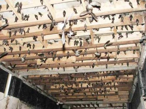 TP.HCM lo ngại chim yến gây dịch cúm A/H5N1 - ảnh 1