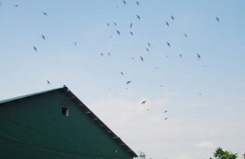 Chim yến chết bất thường, quy chế vẫn đang lấy ý kiến - ảnh 1