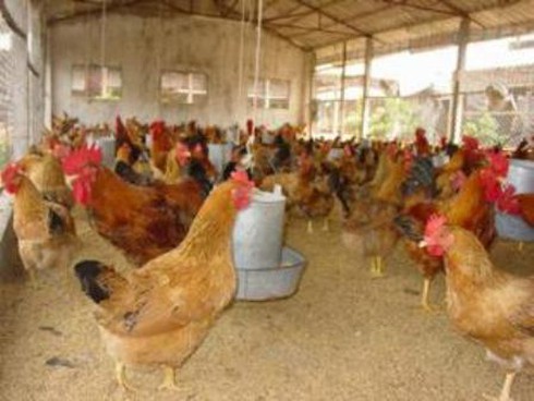 Khóc vì giá gà công nghiệp chỉ còn 18.000 đồng/kg - ảnh 1