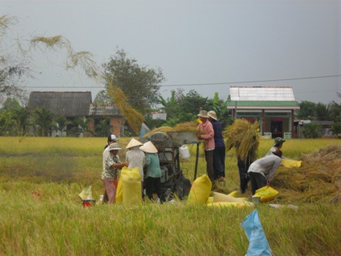 Lao đao vì gạo Thái Lan xả tồn kho bán lỗ - ảnh 1