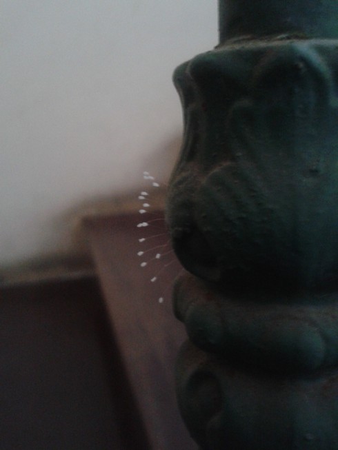 Xôn xao hoa Ưu Đàm 3.000 năm nở bông ở Bưu điện TP.HCM - ảnh 2