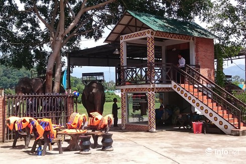 Kinh ngạc cưỡi voi bơi trên hồ Lăk - ảnh 2