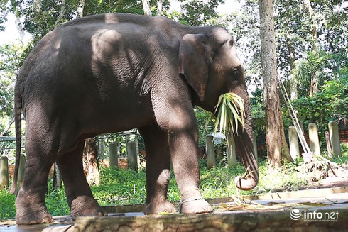 Kinh ngạc cưỡi voi bơi trên hồ Lăk - ảnh 9