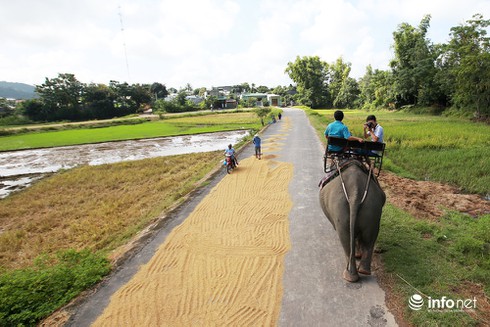 Kinh ngạc cưỡi voi bơi trên hồ Lăk - ảnh 5