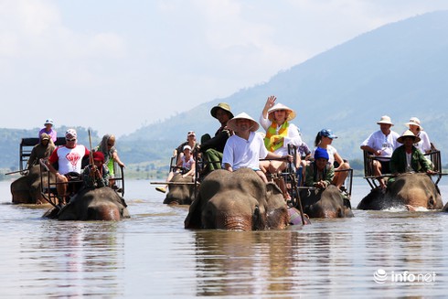 Kinh ngạc cưỡi voi bơi trên hồ Lăk - ảnh 1