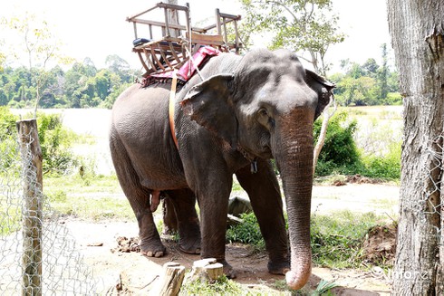 Kinh ngạc cưỡi voi bơi trên hồ Lăk - ảnh 7