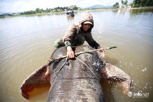 Kinh ngạc cưỡi voi bơi trên hồ Lăk - ảnh 8