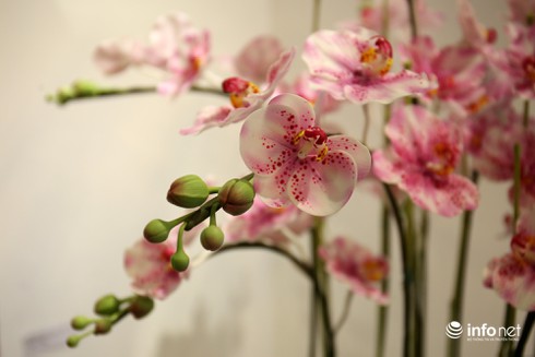 Bất ngờ với vẻ đẹp những bức tranh hoa đất - ảnh 2