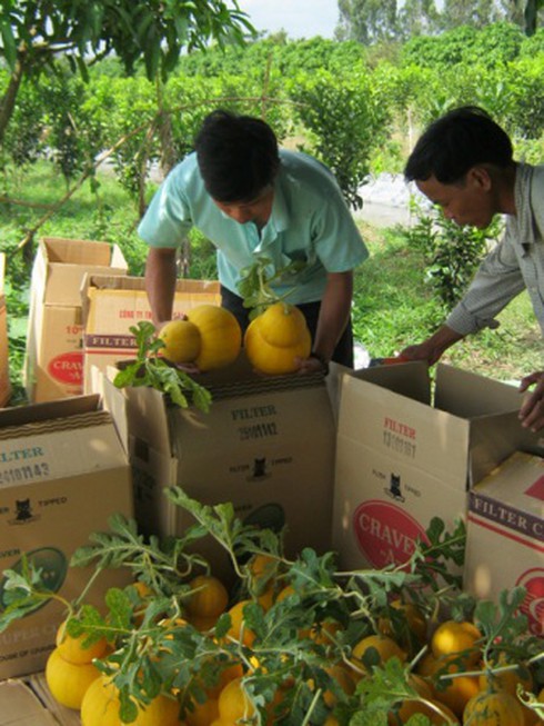 Sẽ có 8.000 trái bưởi hồ lô xuất xưởng trong dịp Tết Nguyên đán này.