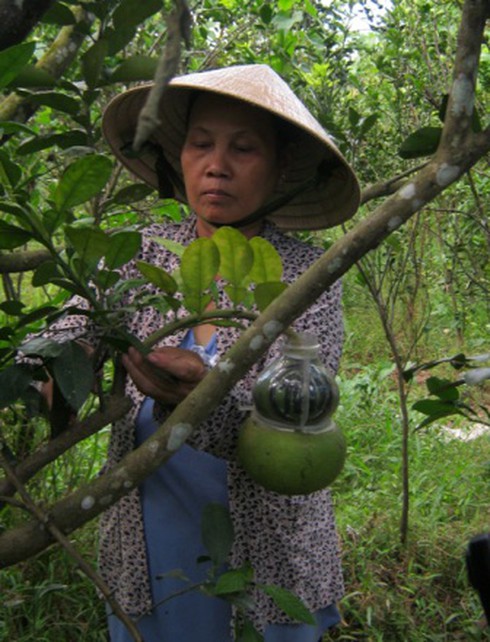 Sẽ có 8.000 trái bưởi hồ lô xuất xưởng trong dịp Tết Nguyên đán này.