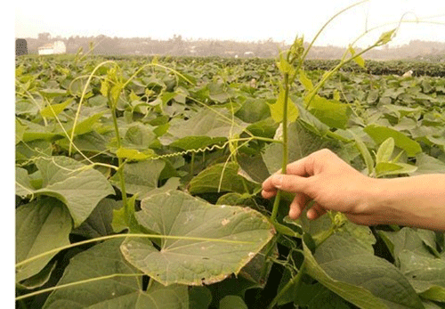 Su su 'tắm' thuốc kích thích dài cả chục cm mỗi đêm - ảnh 1