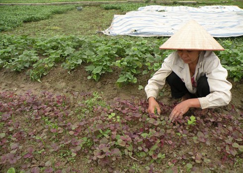 Rau, giá, rẻ, chợ, nông dân…