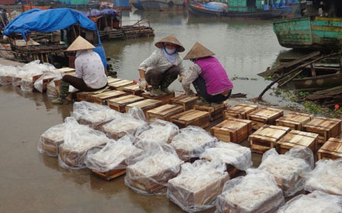 Chế biến sứa siêu lợi nhuận - ảnh 1