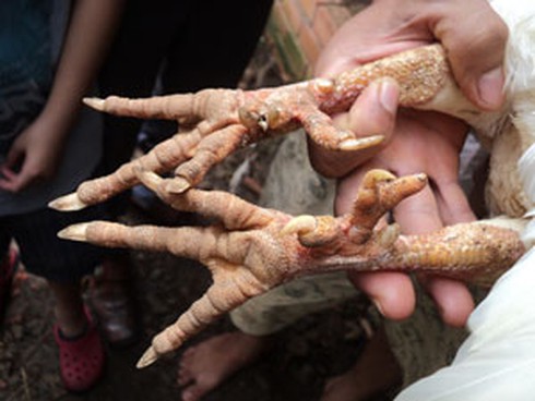 Gà 9 cựa trả ngàn đô không bán - ảnh 2