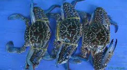 Việt Nam đứng đầu xuất khẩu ghẹ xanh vào Nhật Bản - ảnh 1