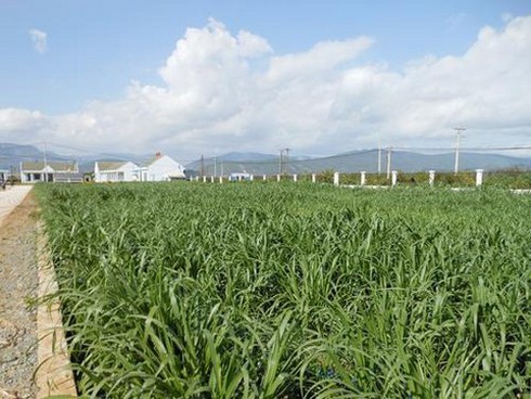 Trang trại bò sữa của Vinamilk cấp chứng nhận ISO 9001:2008. - ảnh 2