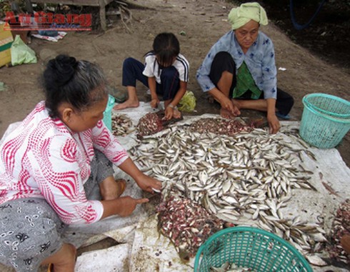 Sầm sập mùa cá - mùa mắm miền Tây - ảnh 1