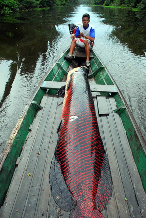 Thú chơi chim, thú tốn kém bạc tỷ của đại gia - ảnh 4