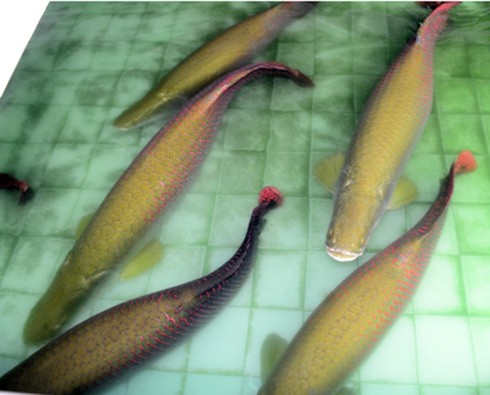 Thú chơi chim, thú tốn kém bạc tỷ của đại gia - ảnh 3