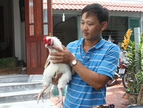 Gà-móng, gà-chín-cựa, gà-chọi, đá-gà, gà-Đông-Tảo, sách-đỏ, đại-gia, máy-bay, chục-triệu, ăn-chơi, xa-xỉ, sắm-Tết, chơi-Tết