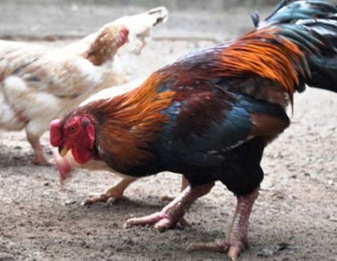 Gà-móng, gà-chín-cựa, gà-chọi, đá-gà, gà-Đông-Tảo, sách-đỏ, đại-gia, máy-bay, chục-triệu, ăn-chơi, xa-xỉ, sắm-Tết, chơi-Tết