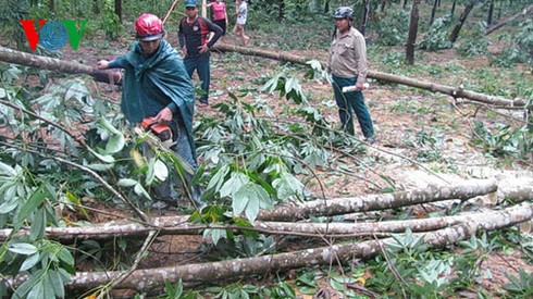 Trắng tay vì cây