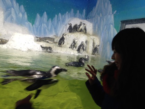 Thủy cung lớn nhất Việt Nam giữa lòng Hà Nội mở cửa đón khách - ảnh 1