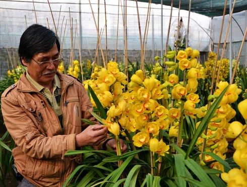 Tiền triệu mỗi cành địa lan, vẫn đắt khách - ảnh 1