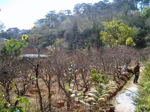 Chiêm ngưỡng cây đào khủng ghép từ 5 loài hoa - ảnh 2