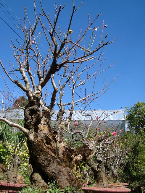 Chiêm ngưỡng cây đào khủng ghép từ 5 loài hoa - ảnh 3