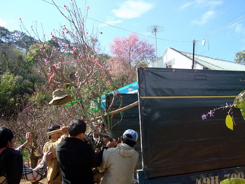 Chiêm ngưỡng cây đào khủng ghép từ 5 loài hoa - ảnh 4