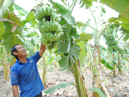 Nhộn nhịp mùa chuối Tết - ảnh 1